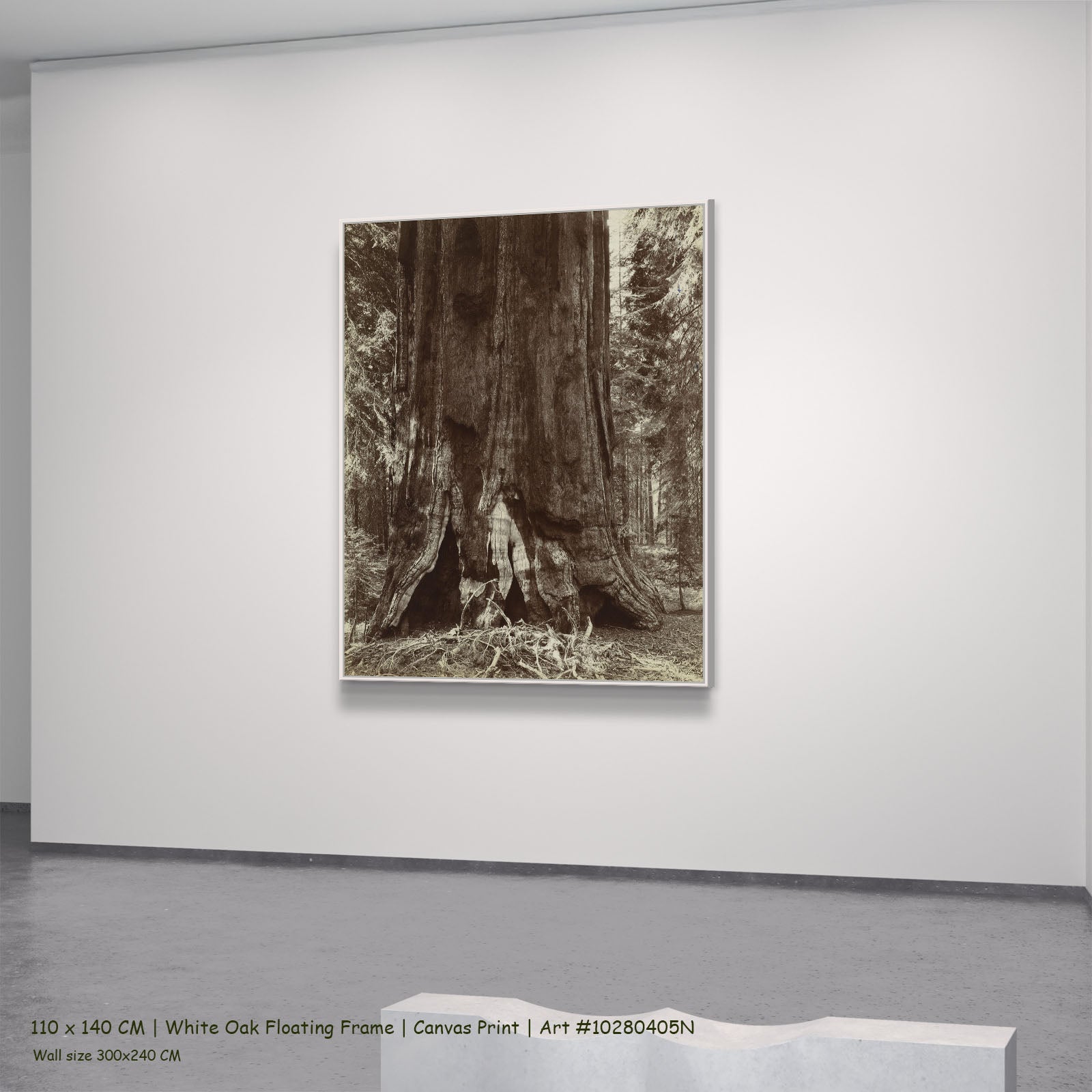 Stam van een mammoetboom by Anonymous in a white oak floating frame, large brown and white Photography canvas