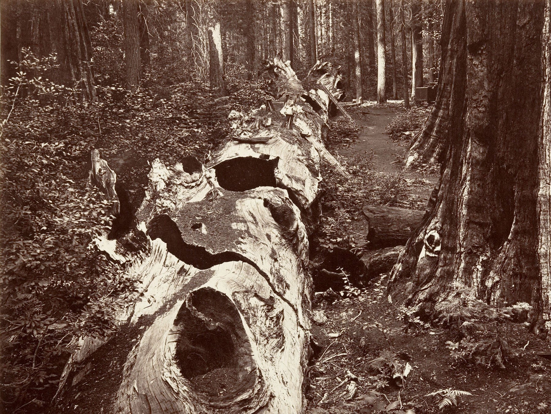 The Father of the Forest, Calaveras Grove | Carleton E. Watkins | 110×80 to 320×240 CM — detail