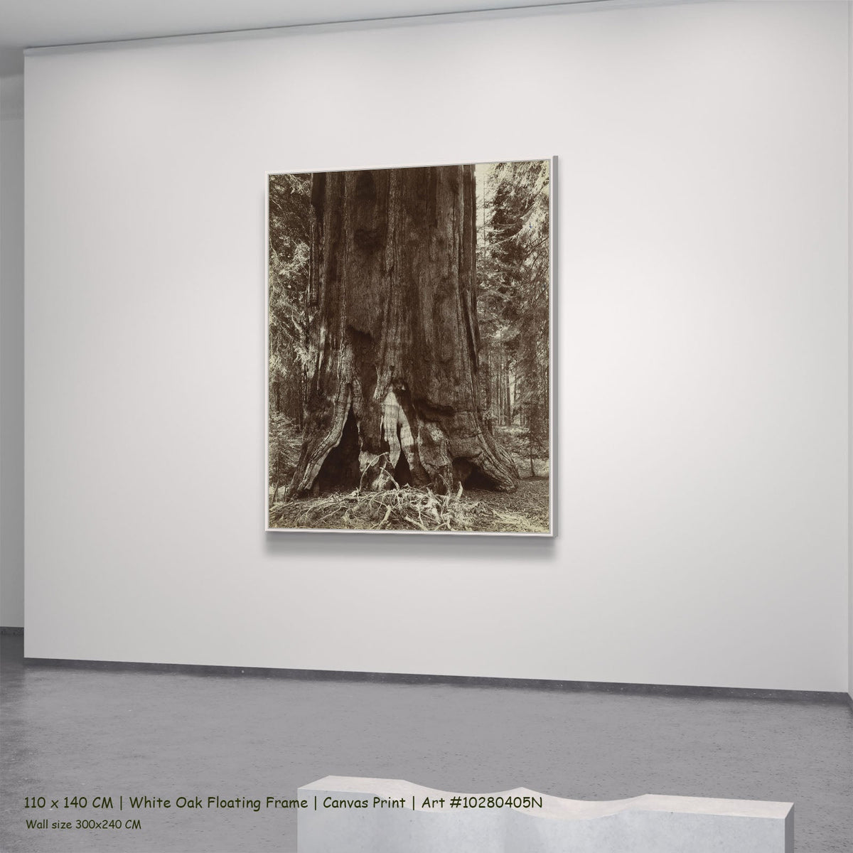 Stam van een mammoetboom by Anonymous in a white oak floating frame, large brown and white Photography canvas