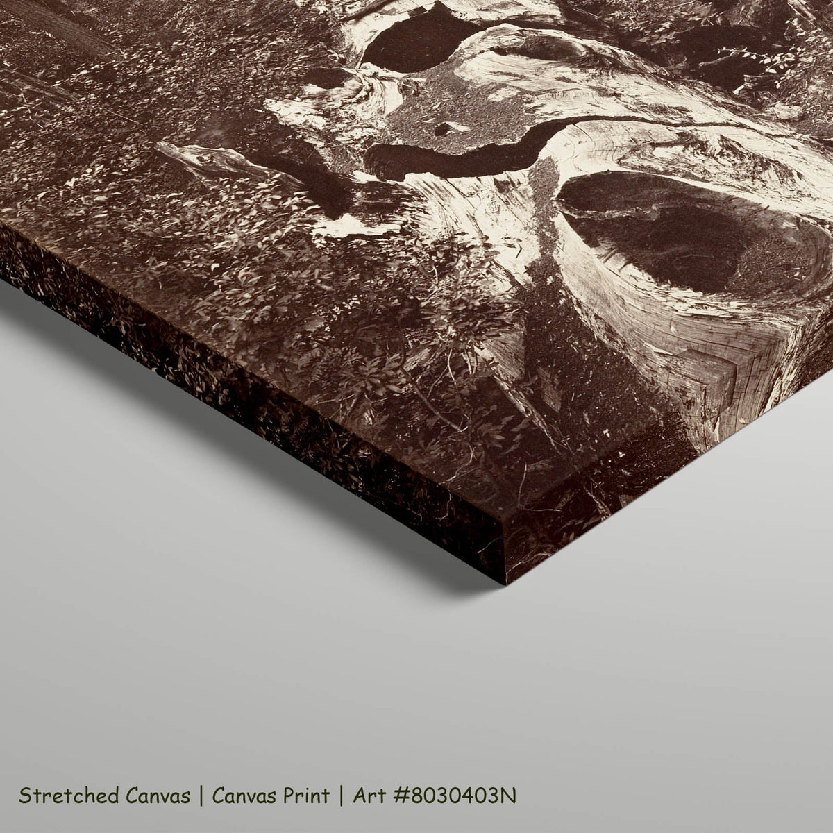Carleton E. Watkins — The Father of the Forest, Calaveras Grove Landscape art on stretched canvas