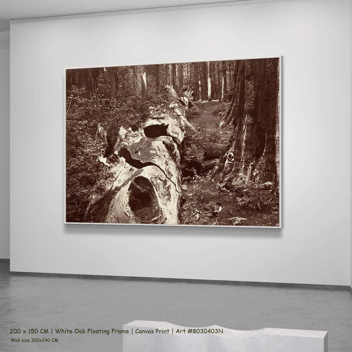 Carleton E. Watkins — The Father of the Forest, Calaveras Grove Landscape canvas wall art in a white oak floating frame,…