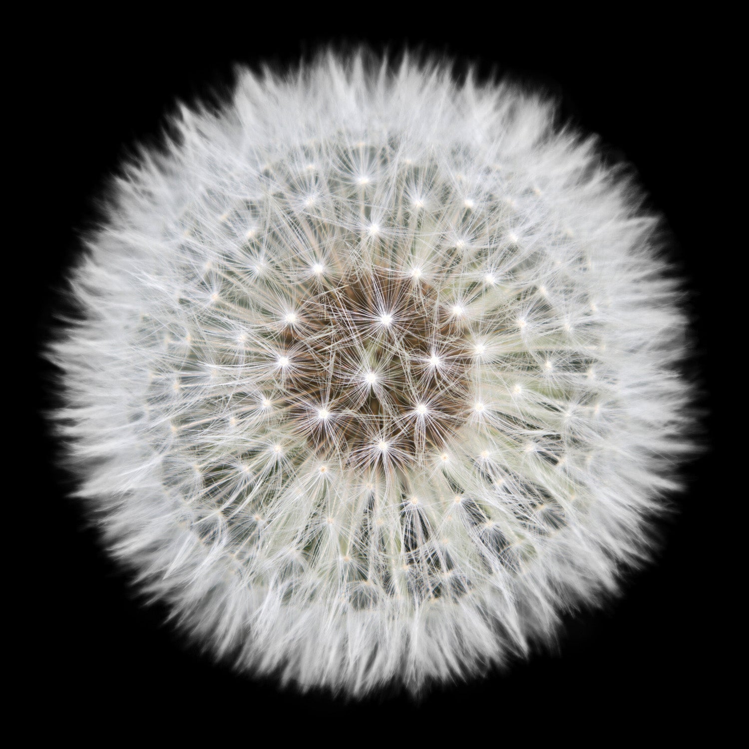 Dandelion art photography canvas print | box floating framed | #684 - Wall Liberation