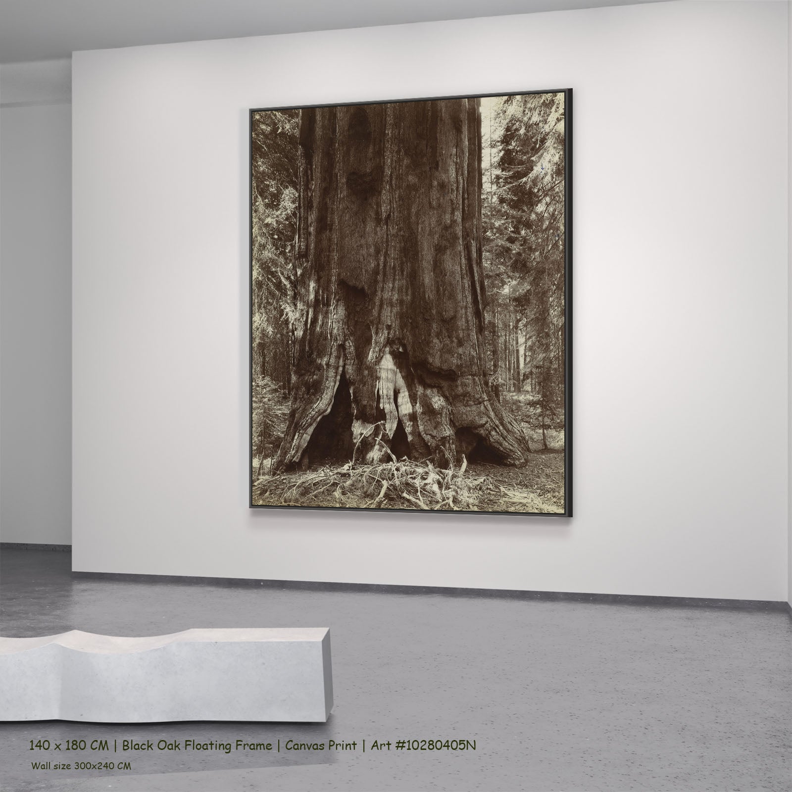 Stam van een mammoetboom by Anonymous in a black oak floating frame, large brown and white Photography canvas