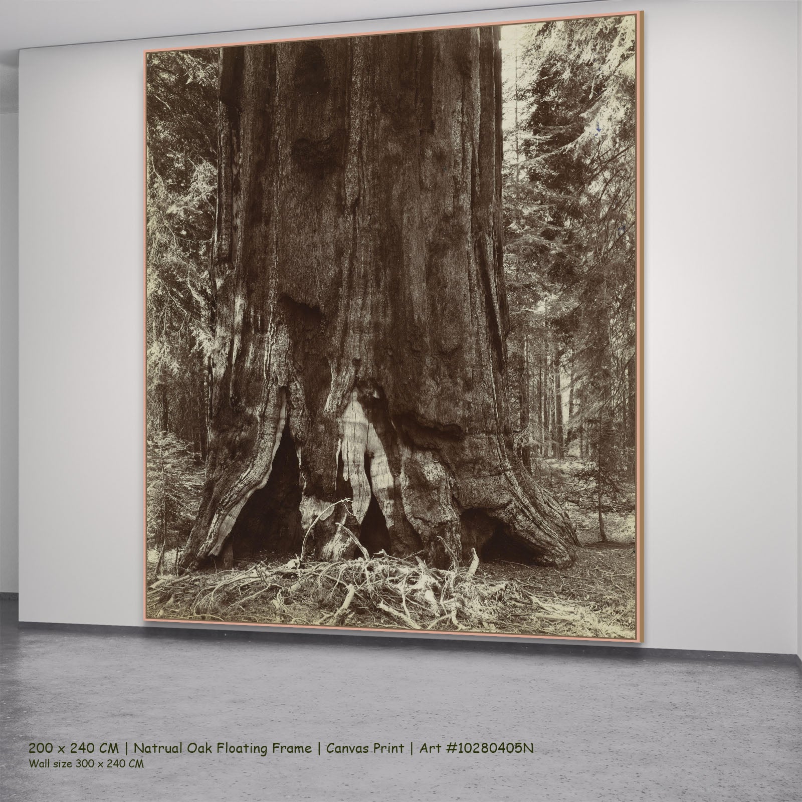 Stam van een mammoetboom by Anonymous in a natural oak floating frame, large brown and white Photography canvas