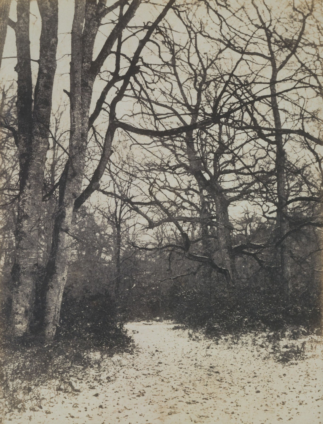 Fontainebleau Forest | Eugène Cuvelier | 80×110 to 240×320 CM — detail