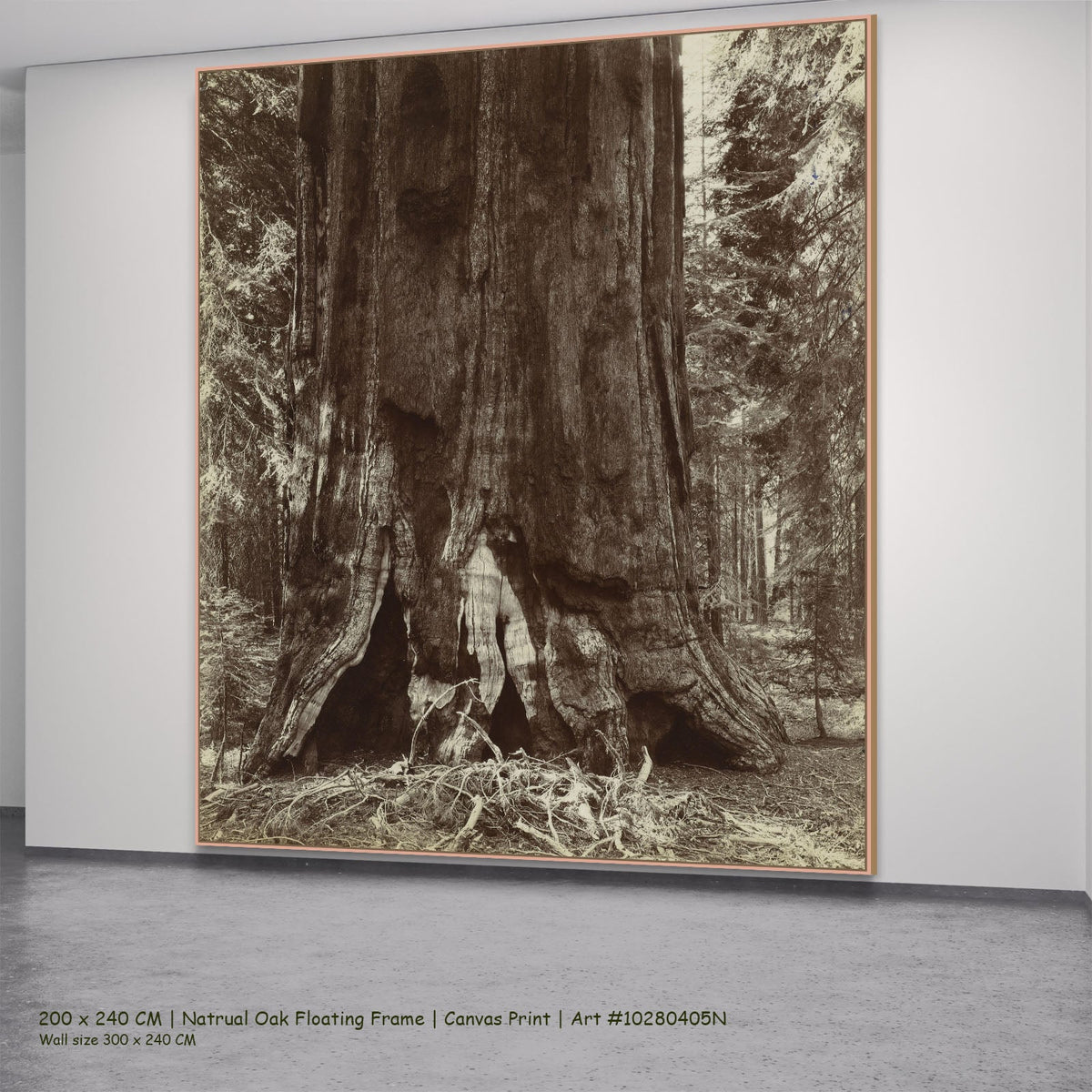 Stam van een mammoetboom by Anonymous in a natural oak floating frame, large brown and white Photography canvas