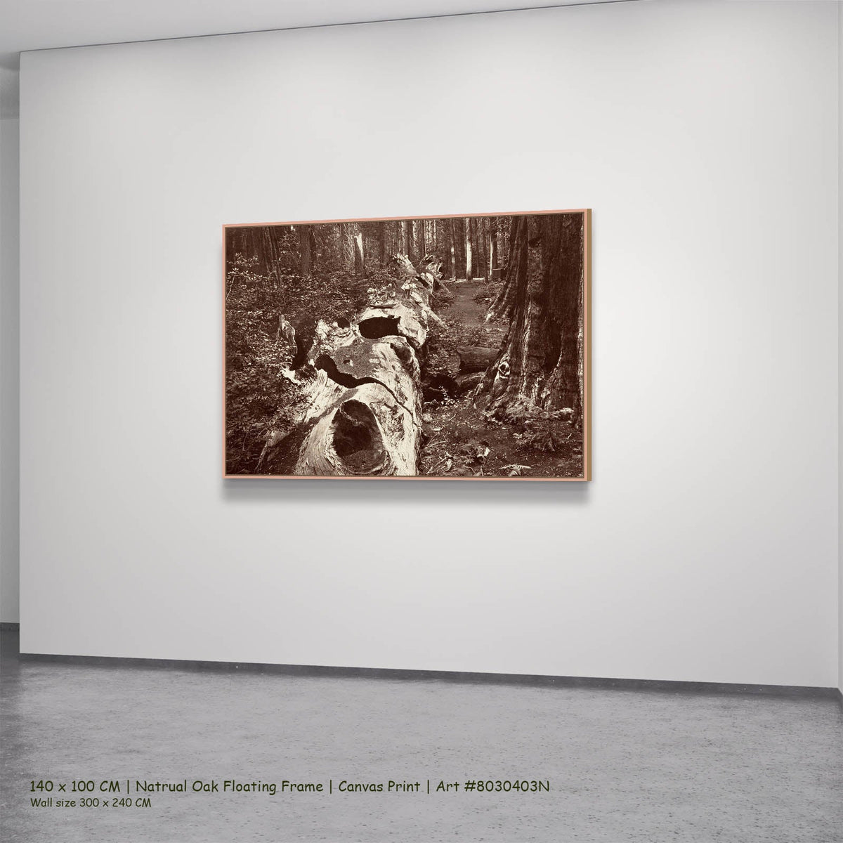 Carleton E. Watkins — The Father of the Forest, Calaveras Grove Landscape canvas wall art in a natural oak floating…