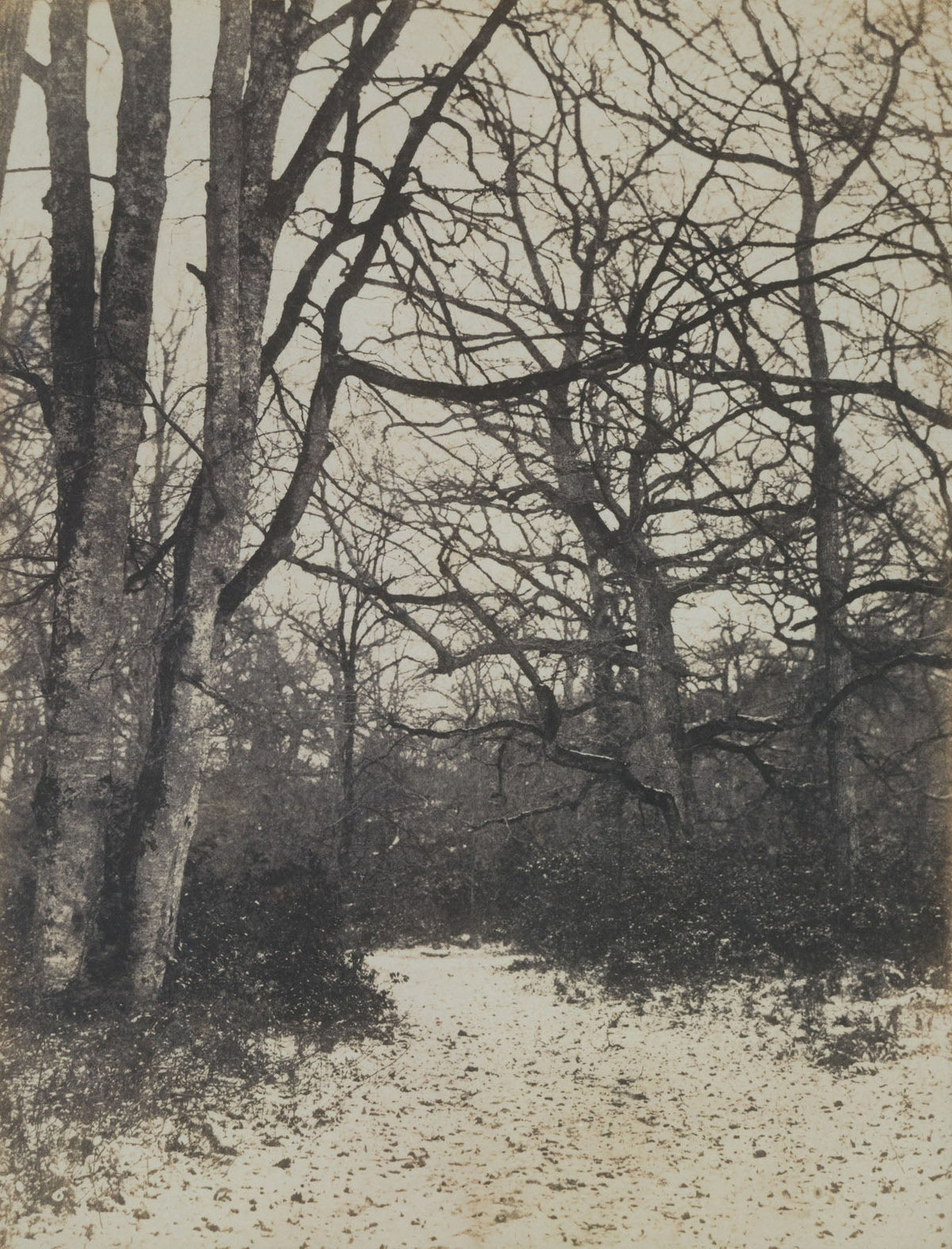 Fontainebleau Forest — Tall Forest Landscape canvas wall art by Eugène Cuvelier